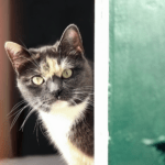 Ansiedad por separación en un gato: Cómo identificarla y manejarla