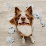 La ansiedad nocturna en los perros: causas, síntomas y cómo tratarla