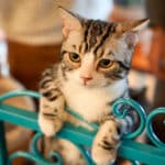 La ansiedad por separación en los gatos: Causas, síntomas y tratamientos